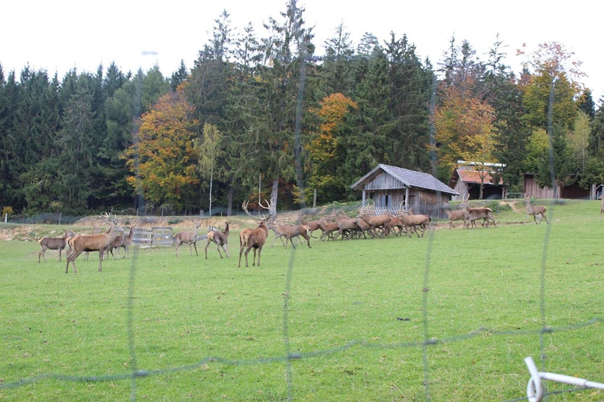 Gasthaus Zur Waldesruh Waffenbrunn Екстер'єр фото